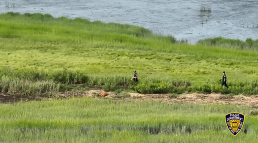 (PHOTO: Rye and Westchester County Police Departments spent nine hours in the early hours of Thursday, August 3, 2023 searching for a missing person in the 130 acre Marshlands Conservancy, a County park on the Boston Post Road adjacent to the Rye Golf Club and the Jay Heritage Center.)