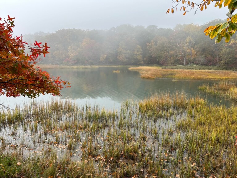 (PHOTO: The Marshlands Conservancy in Rye.)