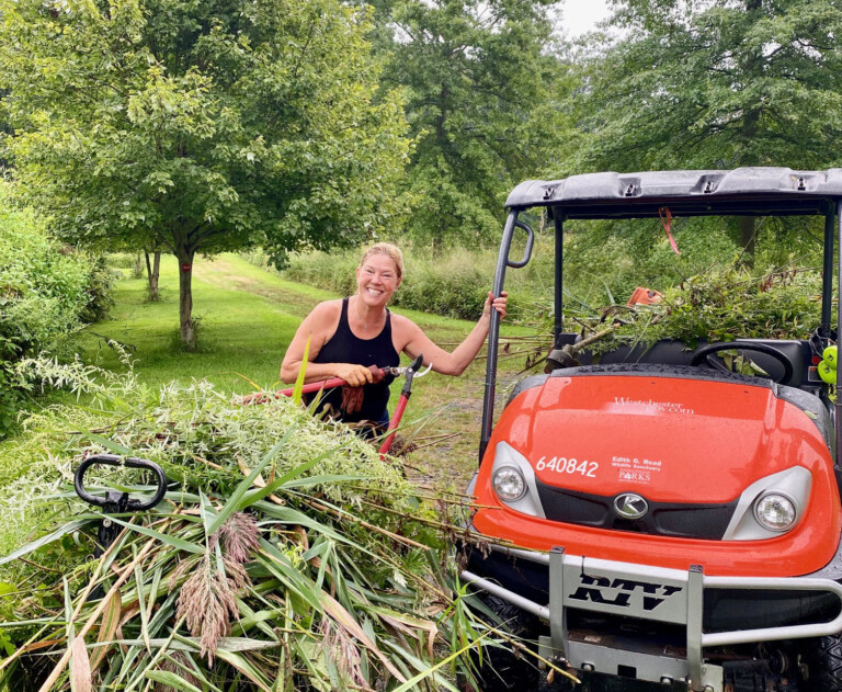 (PHOTO: Jana B. Seitz, board president at Friends of Read Wildlife Sanctuary battles against invasives at Edith Read Wildlife Sanctuary.)