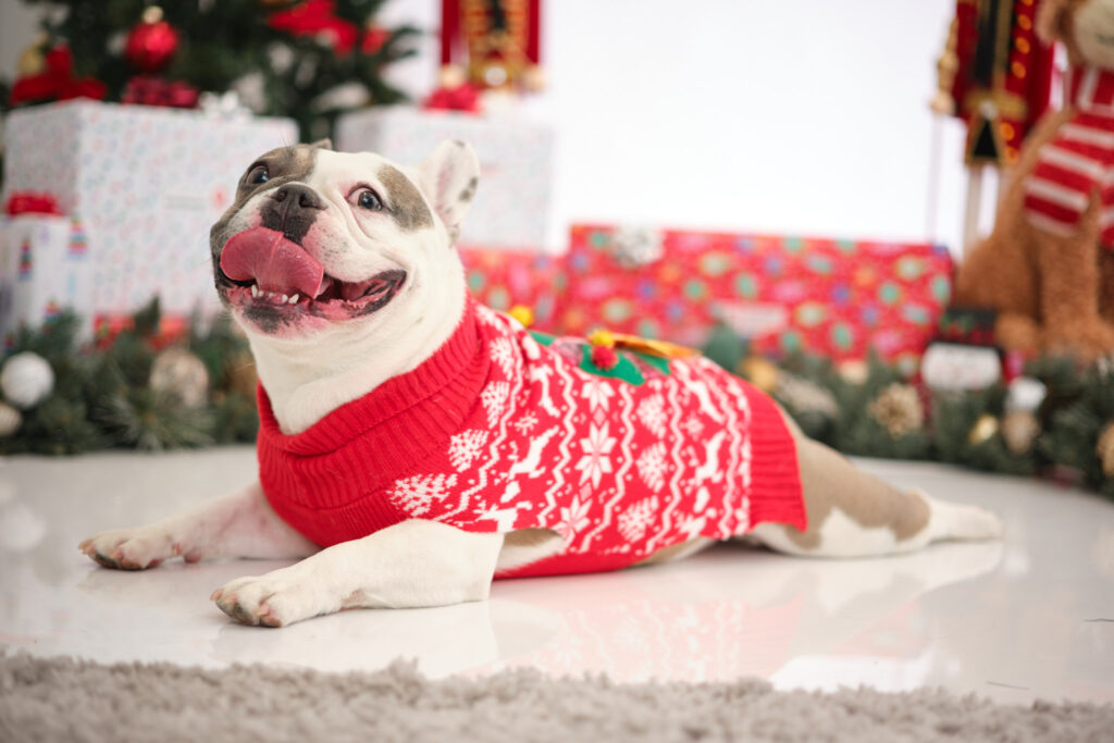 (PHOTO: You know that you look like your dog, right? Playland's first annual Holiday Family Pet Photography event for charity is on Sunday, December 3, 2023 from 11 am to 3 pm.)