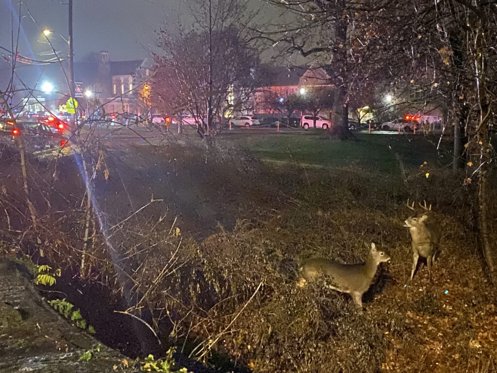 (PHOTO: Even the local wildlife wanted to check out the Championship Rye Garnet Football team Sunday evening after the team won the State Finals in Syracuse, New York.)