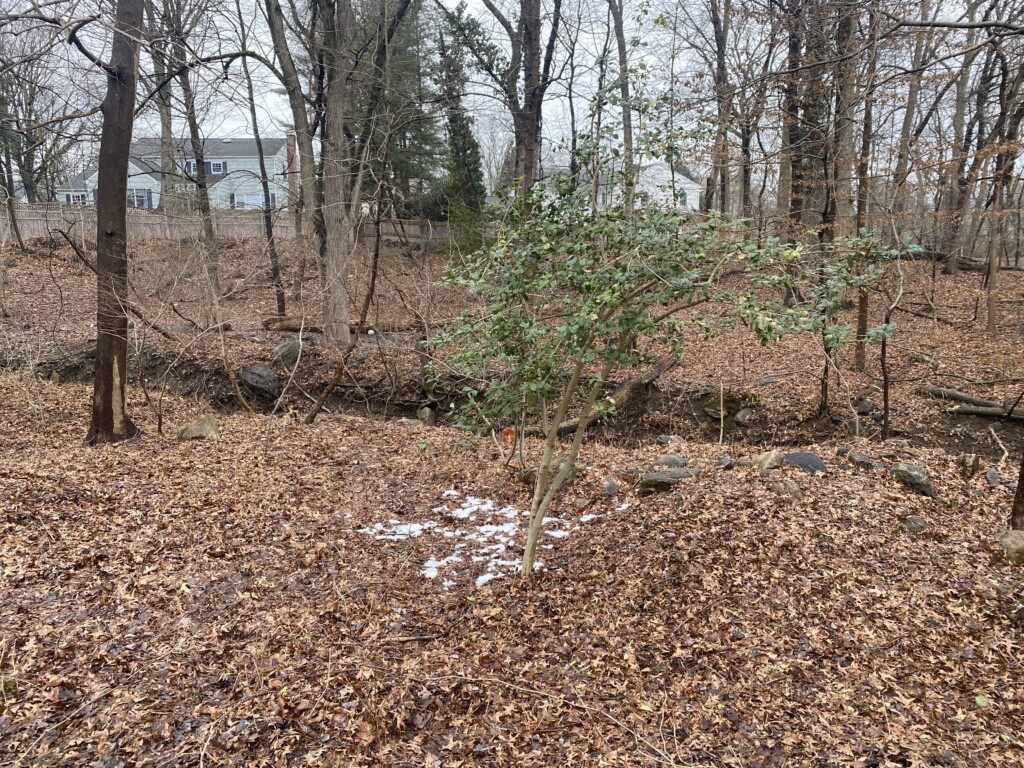 (PHOTO: This native American holly (Ilex opaca) was uncovered once invasives were removed alongside Playland Parkway. Its berries attract small birds and mammals, it provides cover and nesting sites and it is a larval plant for Henry's Elfin butterfly.)