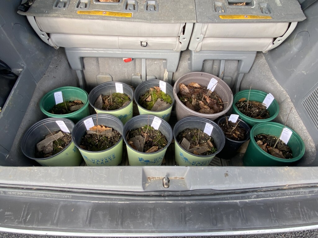 (PHOTO: This publisher was pleased to contribute 11 native tree saplings to be planted along Playland Parkway on Saturday, March 16, 2024: Quercus rubra (red oak) - 7; Quercus palustris (pin oak) - 2; and Prunus serotina (black cherry) - 1.)