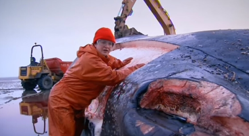 (PHOTO: Joy S. Reidenberg dissecting a sperm whale on Inside Nature’s Giants: Sperm Whale.)