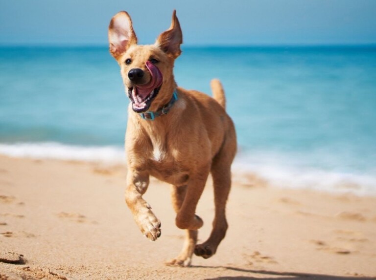 End of Season PAW-ty at Playland’s Dog Beach