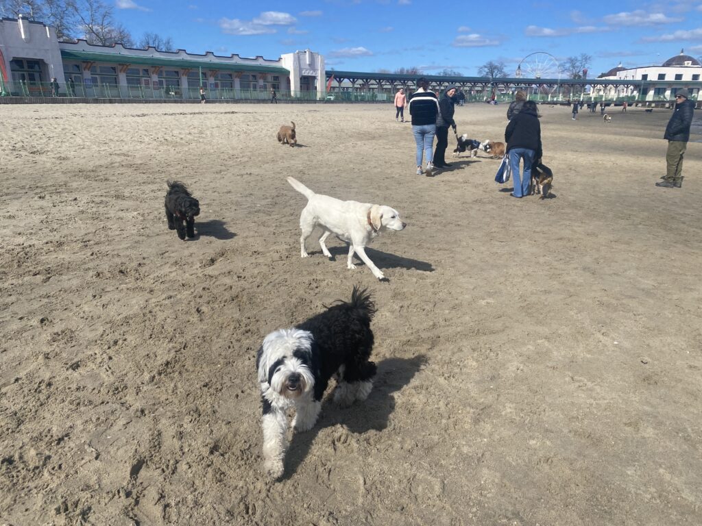 (PHOTO: Leo the Tibetan terrier enjoying the beach with friends earlier in April.)