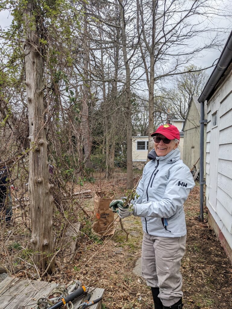 (PHOTO: Melinda Stein removing invasives at the Bird Homestead & Meeting House Conservancy on April 13, 2024.)