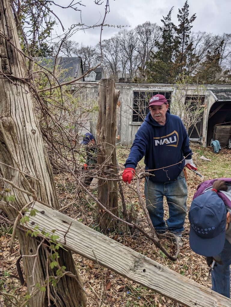 (PHOTO: Bird Homestead and Meeting House Conservancy Board Member Doug Carey removing invasive wisteria around the 100-year-old Concord grape vine on the Bird property on April 13, 2024.)