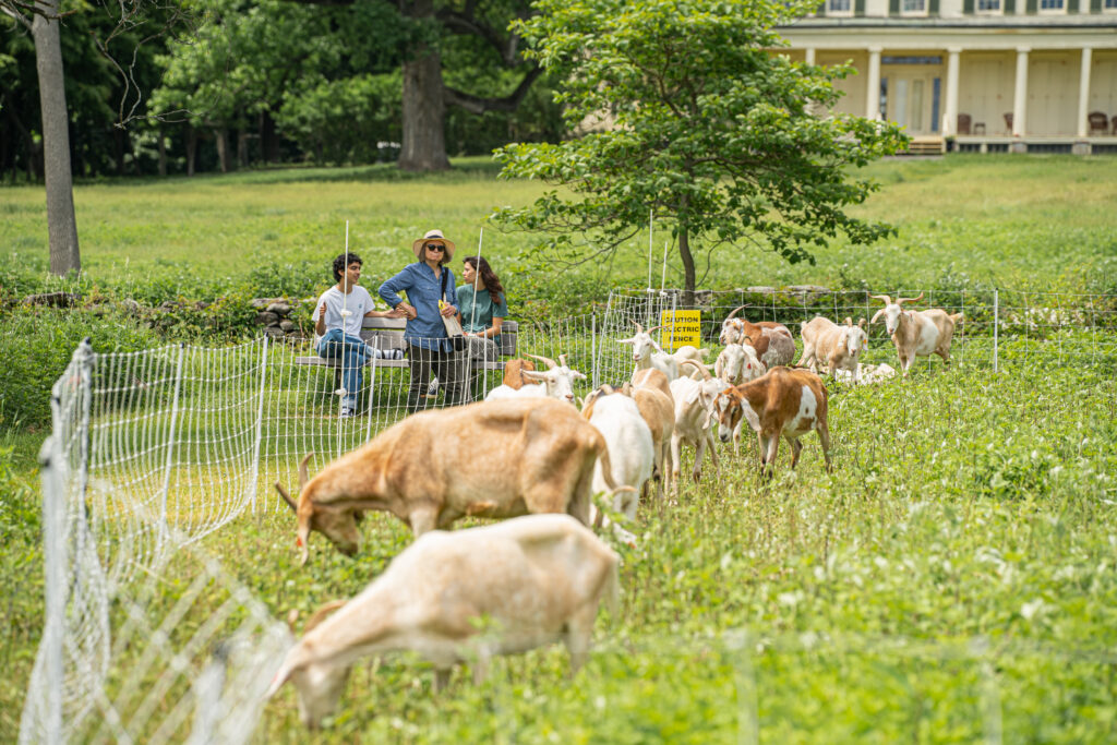 (PHOTO: Goats getting their service hours by removing mugwort at the top of the meadow in Marshlands Conservancy. The goat grazing is part of the three year experiment to see how effective these service animals are at habitat restoration. Credit: Justin Gray.)