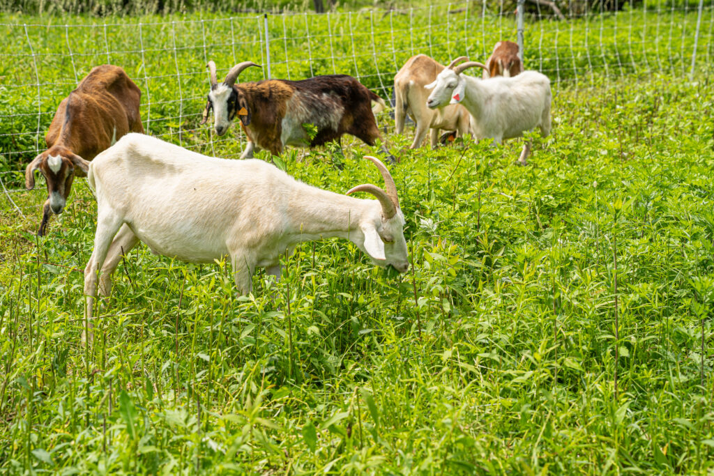 (PHOTO: Mmm ... invasive mugwort. Goats get to work solving the ecological problem of invasive species at the Marshlands Conservancy in Rye. Credit: Justin Gray.)