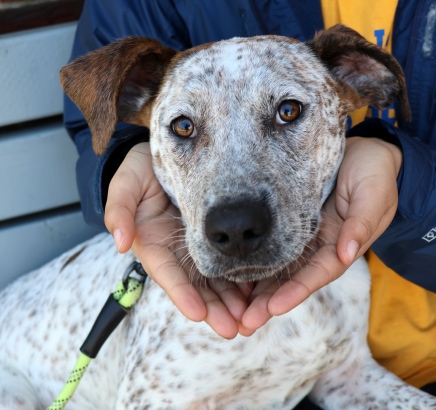 Pet Adoption 2024-06 - Harold the Dog