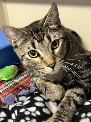 Pet Adoption - Wyatt the Cat