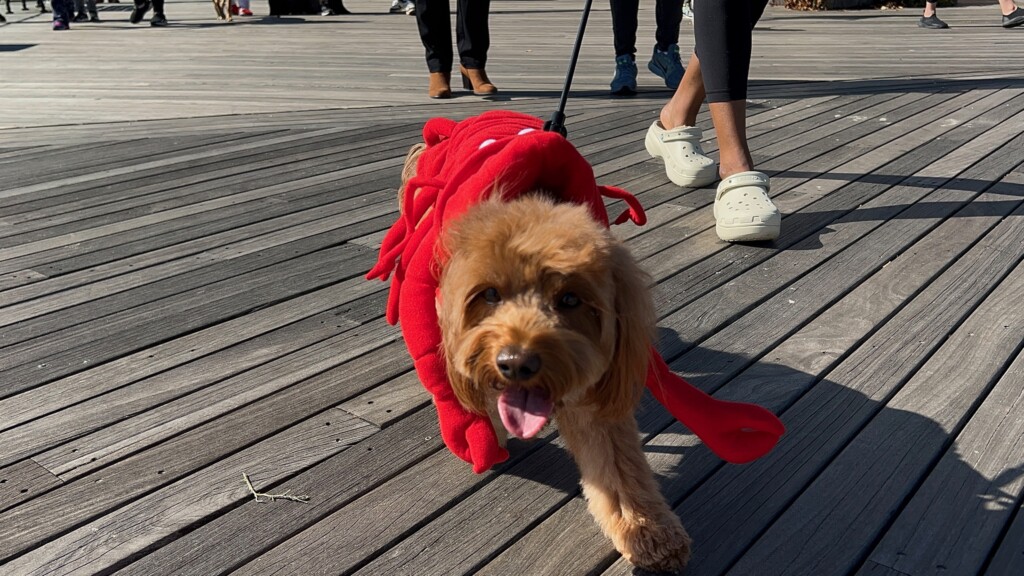 (PHOTO: Playland’s Howl-O-Ween Pet Parade was on Sunday, October 20, 2024. Here is a contestant dressed as a lobster. Contributed.)