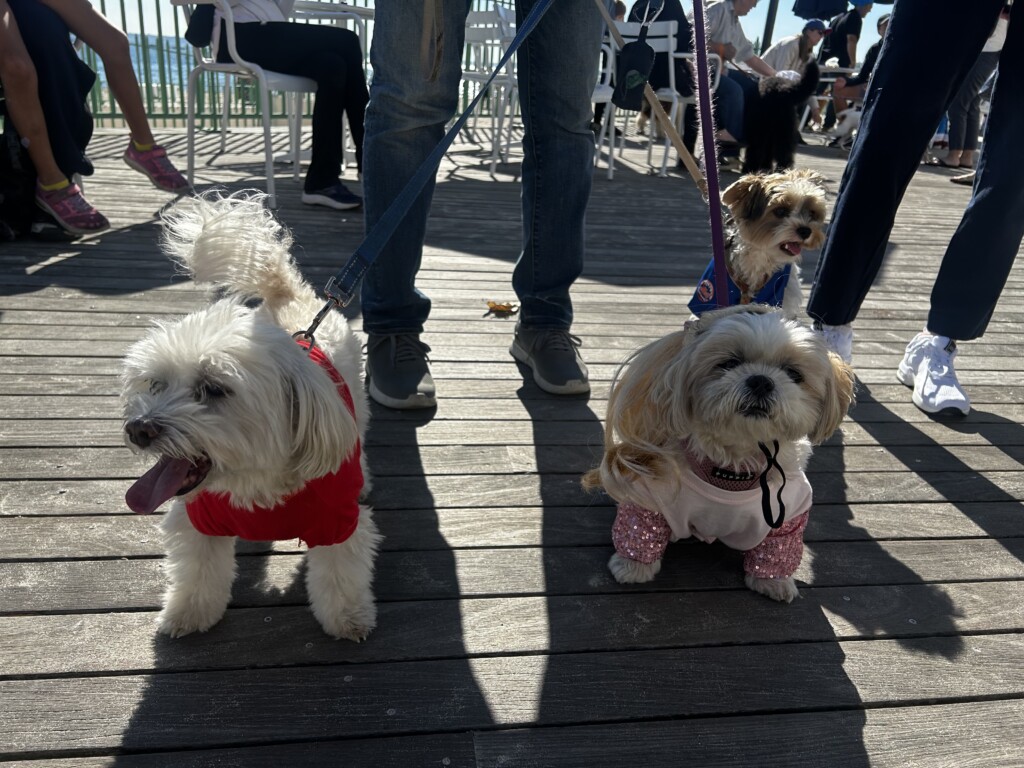 (PHOTO: Playland’s Howl-O-Ween Pet Parade was on Sunday, October 20, 2024. Here are contestants dressed as Taylor Swift and Travis Kelce. Contributed.)