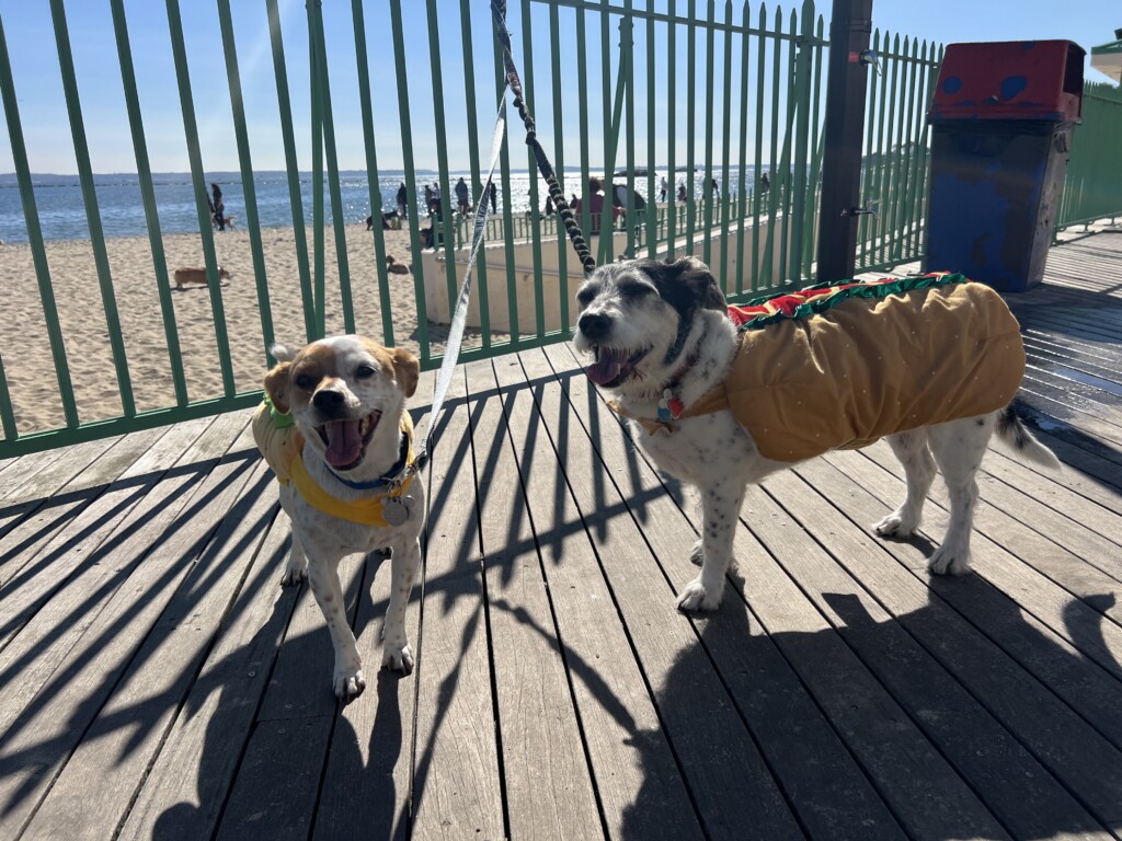 (PHOTO: Playland’s Howl-O-Ween Pet Parade was on Sunday, October 20, 2024. Here are Paco and Luna ready for the pet parade. Contributed.)