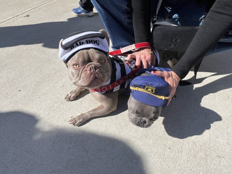 (PHOTO: Playland’s Howl-O-Ween Pet Parade was on Sunday, October 20, 2024. The second place costume winner were the cops and robbers dogs from Rye. Contributed.)