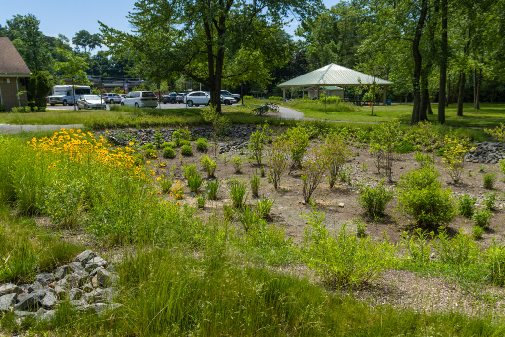 (PHOTO: Kim Eierman of EcoBeneficial designed and oversaw the installation of native plant beds for The City of Rye at Rye Recreation at 281 Midland Avenue. Credit: Alex Lee.)