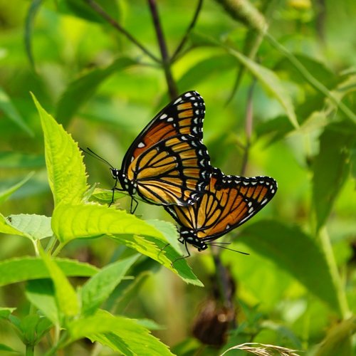 (PHOTO: A native gardening project by David Baker of Plan it Wild. Want Monarchs? Plant native. Contributed.)