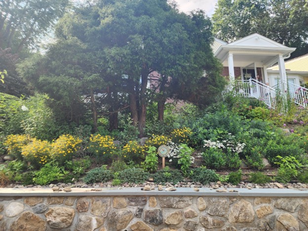 (PHOTO: A native gardening project by Dominique Biondi of Ecologic: White Plains home terraces project. Contributed.)