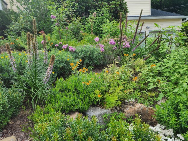 (PHOTO: A native gardening project by Dominique Biondi of Ecologic: White Plains home terraces project. Contributed.)