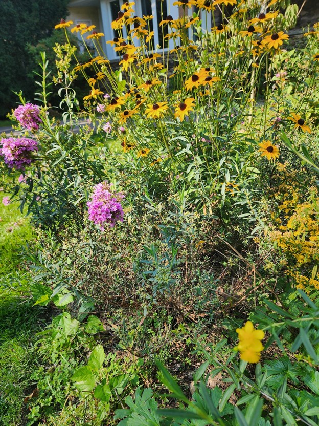 (PHOTO: A native gardening project by Dominique Biondi of Ecologic: Pelham sanctuary gardens project. Contributed.)