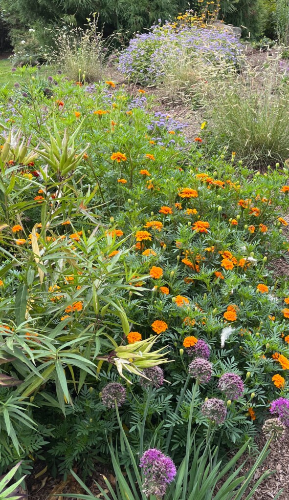 (PHOTO: A native garden project by Sue Drouin of Fairspring. Contributed.)