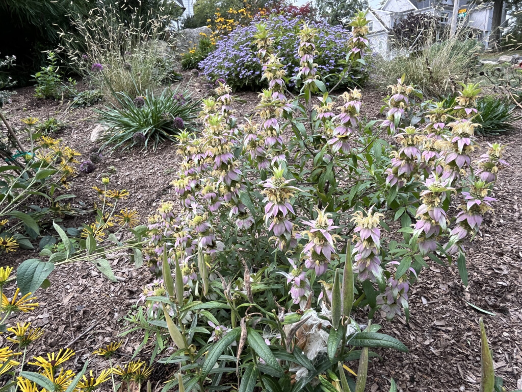 (PHOTO: A native garden project by Sue Drouin of Fairspring. Contributed.)