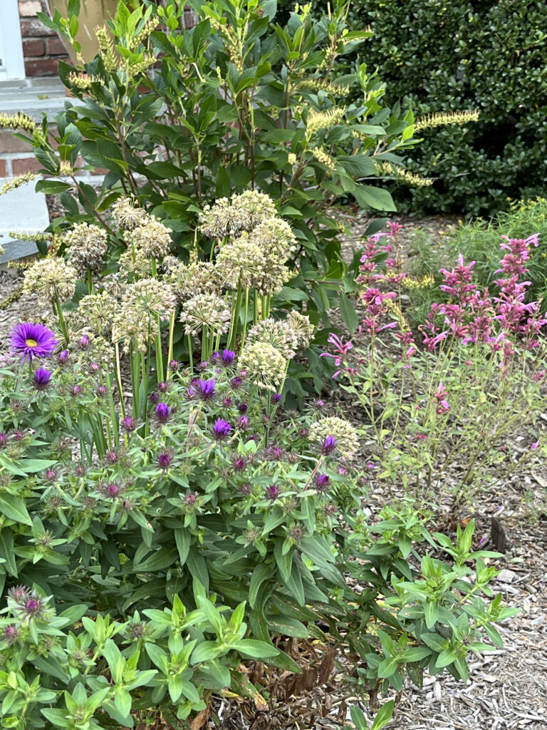 (PHOTO: A native garden project by Sue Drouin of Fairspring. Contributed.)