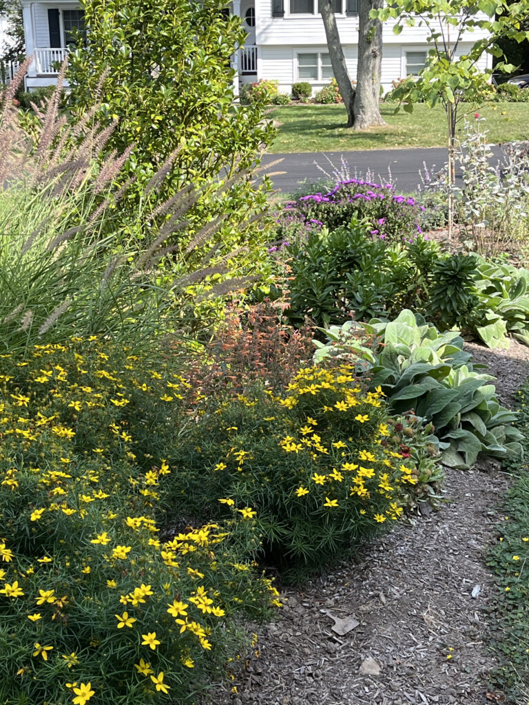 (PHOTO: A native garden project by Sue Drouin of Fairspring. Contributed.)