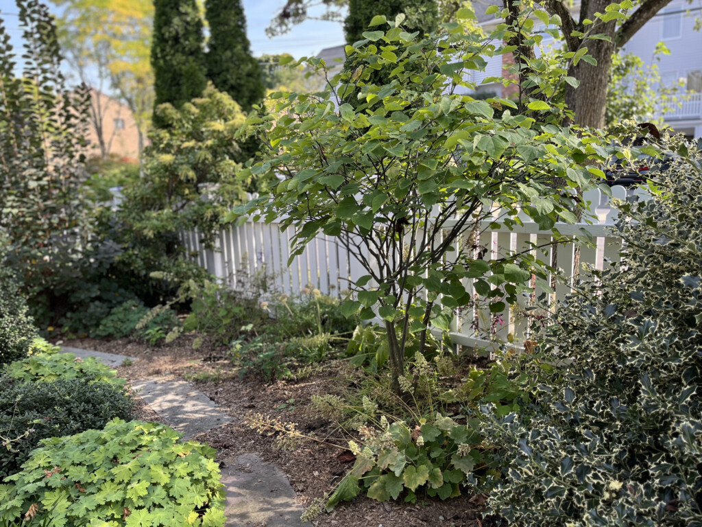 (PHOTO: A native garden project by Sue Drouin of Fairspring. Contributed.)