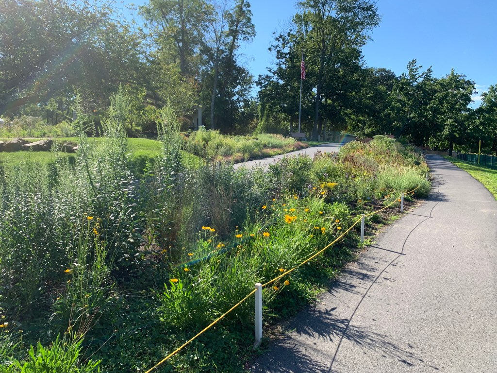 (PHOTO: Kim Eierman of EcoBeneficial designed and oversaw the installation of native plant beds for The City of Rye at Rye Recreation at 281 Midland Avenue. Contributed.)