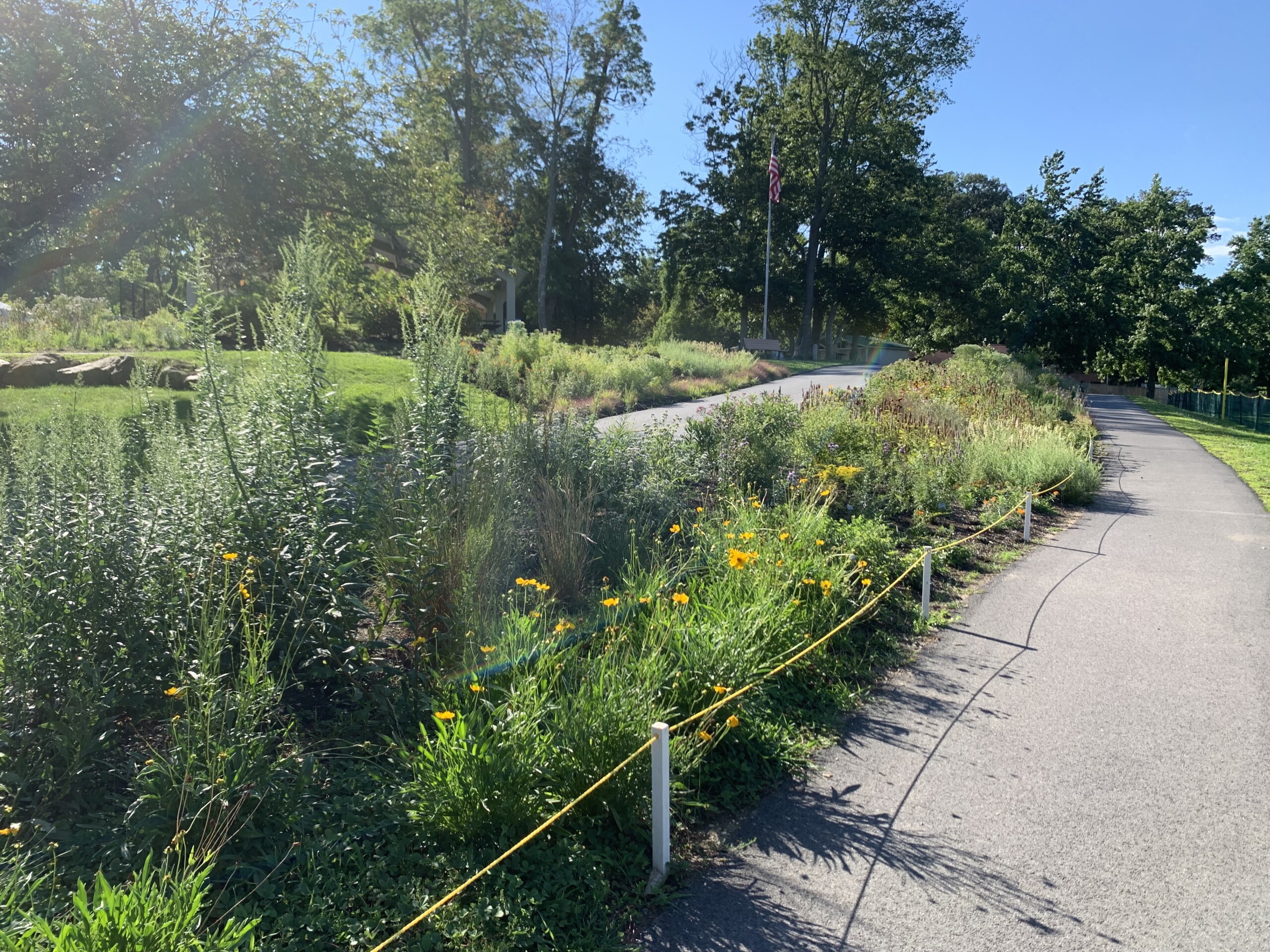 (PHOTO: Kim Eierman of EcoBeneficial designed and oversaw the installation of native plant beds for The City of Rye at Rye Recreation at 281 Midland Avenue. Contributed.)
