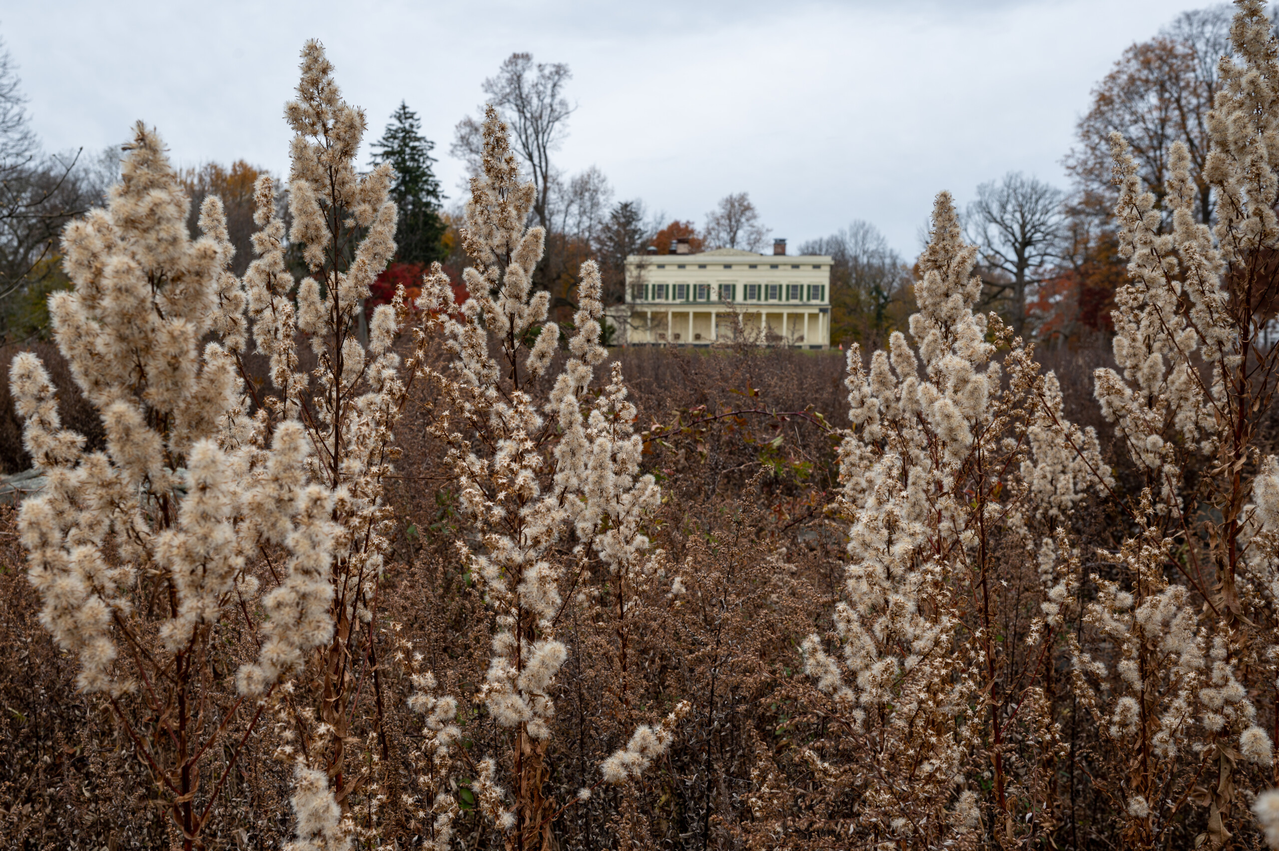 (PHOTO: Part of the historic 23 acre Jay Estate Seen from The Marshlands Meadow. The Greek Revival house was a symbol of increasing wealth and power in America. By Stacey Massey, author of Fall in Love with Rye.)