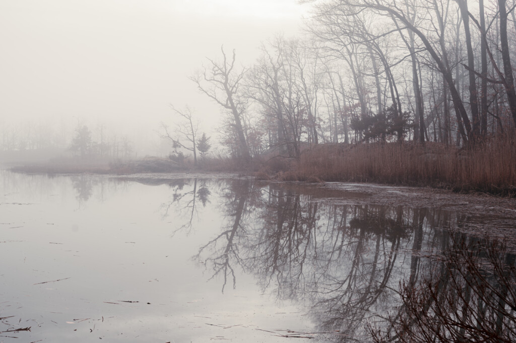 (PHOTO: The MarshlandsMist creates a magical beauty as the trees slumber in cooler months. By Stacey Massey, author of Fall in Love with Rye.)