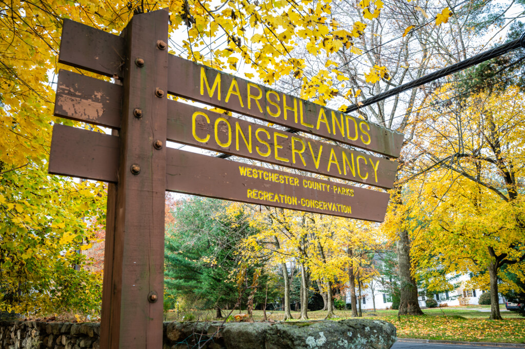 (PHOTO: Rye Marshlands Conservancy. File photo.)