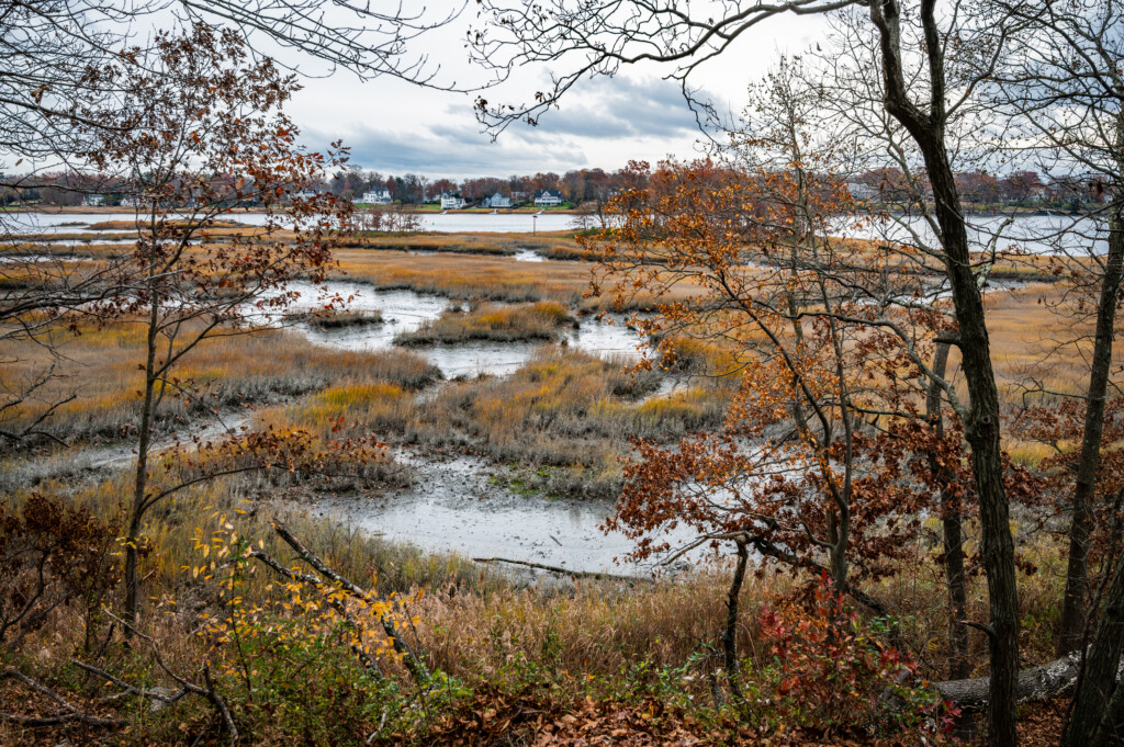 (PHOTO: Rye Marshlands Conservancy. File photo.)