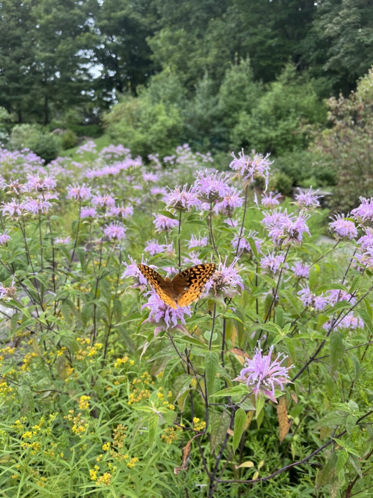 (PHOTO: A native gardening project by Missy Fabel of Ecological Landscape Design. Contributed.) 