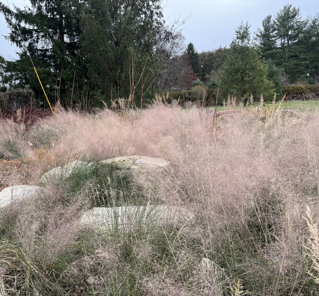 (PHOTO: A native gardening project by Missy Fabel of Ecological Landscape Design. Contributed.) 