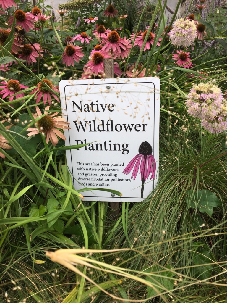 (PHOTO: A native gardening project by Missy Fabel of Ecological Landscape Design. Contributed.) 