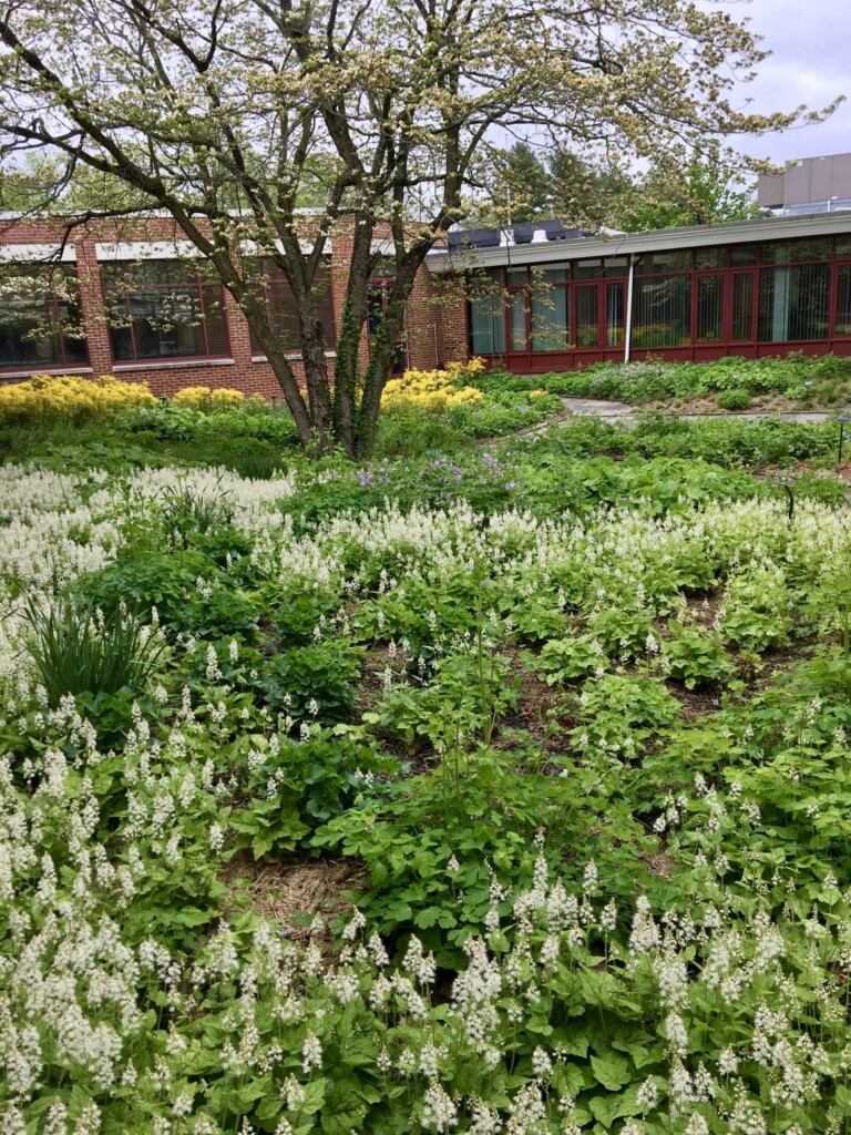 (PHOTO: A native gardening project by Missy Fabel of Ecological Landscape Design. Contributed.) 