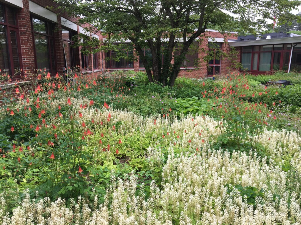 (PHOTO: A native gardening project by Missy Fabel of Ecological Landscape Design. Contributed.) 