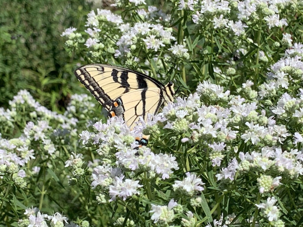 (PHOTO: A native gardening project by Missy Fabel of Ecological Landscape Design. Contributed.) 