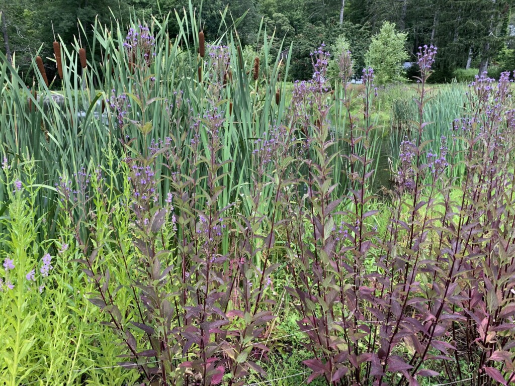 (PHOTO: A native gardening project by Missy Fabel of Ecological Landscape Design. Contributed.) 