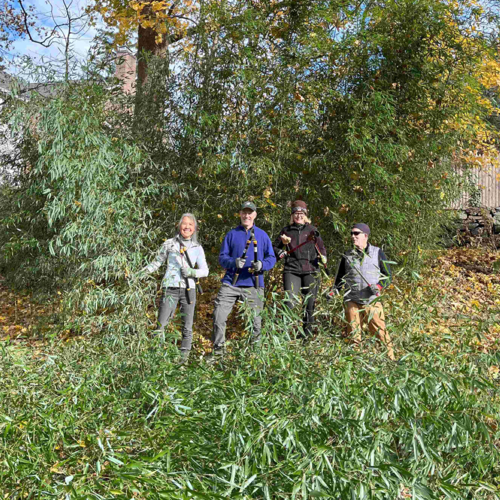 (PHOTO:  The Rye Sustainability Committee volunteers removing invasive bamboo along the Playland Parkway in Rye. Contributed.)