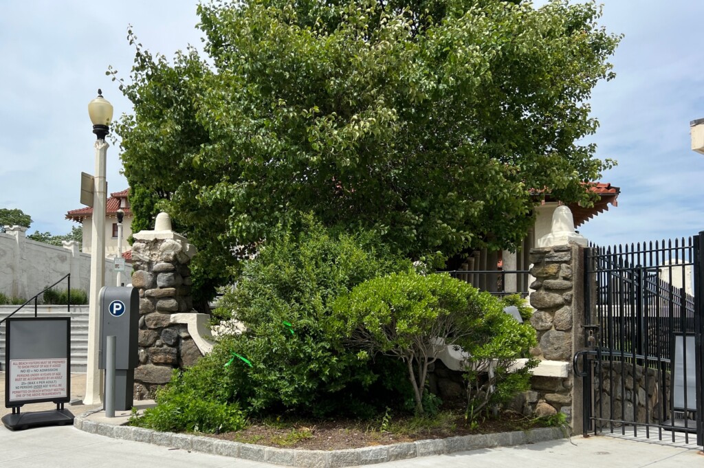 (PHOTO: The Friends of Rye Town Park worked on improving the Dearborn Circle entrance. Before the native garden installation with the invasive and aggressive Bradford pear tree). Contributed.)