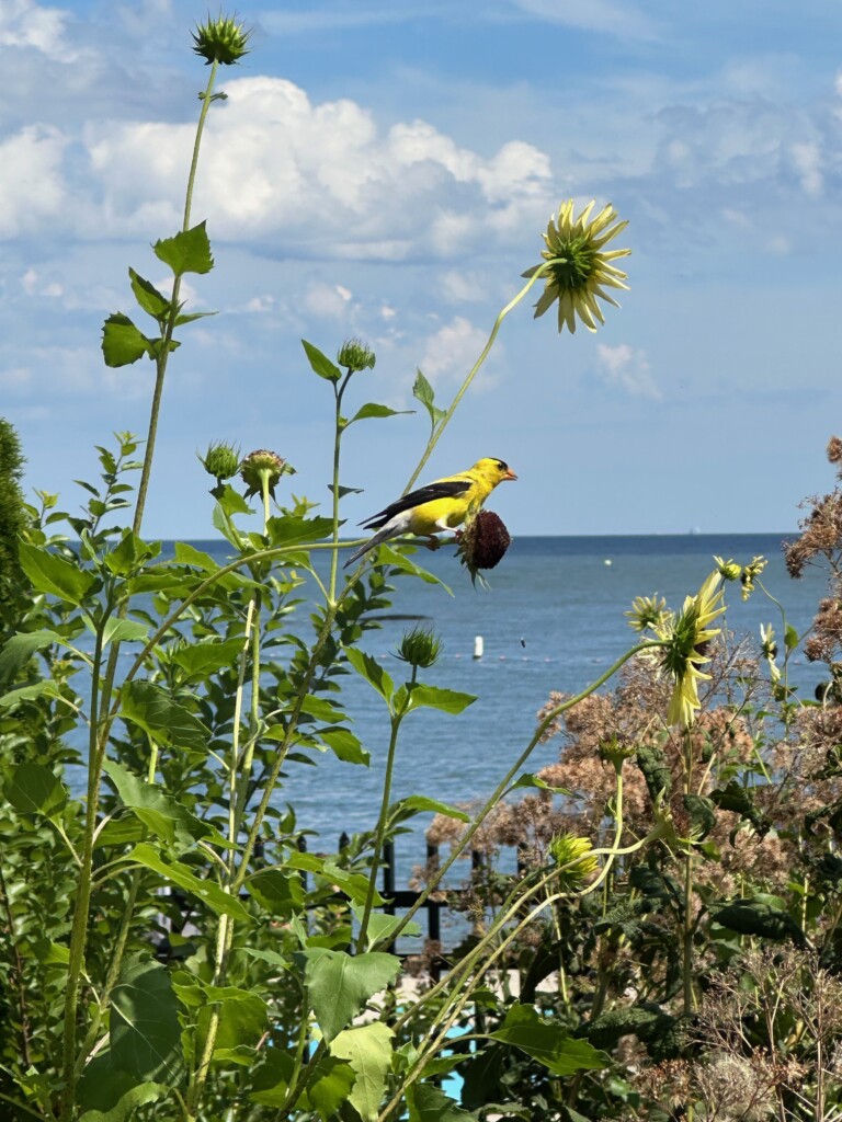 (PHOTO: The Friends of Rye Town Park worked on improving the Dearborn Circle entrance. After the native garden installation, an American Goldfinch enjoys the view. Contributed.)