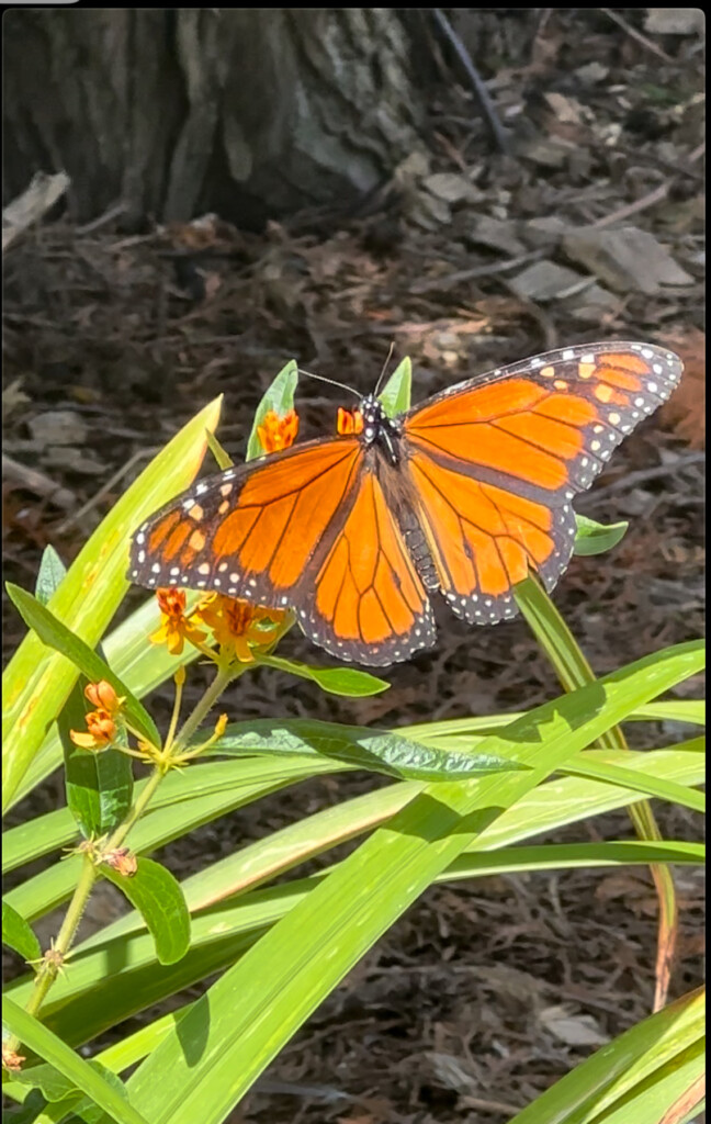 (PHOTO: The Friends of Rye Town Park worked on improving the Dearborn Circle entrance. After the native garden installation, a Monarch buttery enjoys the garde. The US Fish and Wildlife Service proposed to list the monarch butterfly as threatened under the Endangered Species Act. Contributed.)