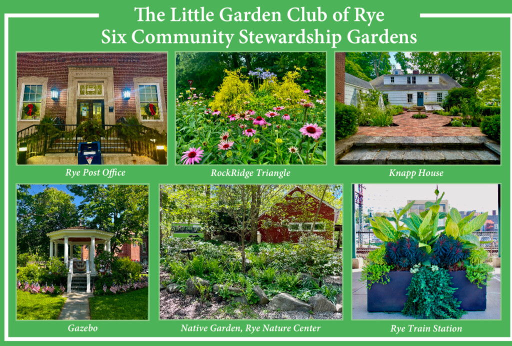 (PHOTO: The Little Garden Club of Rye maintains six community stewardship gardens in Rye, including the Rye Nature Center Native Plant Garden, the Kay Donahue Kitchen Garden at the Knapp House, Rockridge Triangle, the Rye Train Station and Rye Post Office and the 9/11 Gazebo. Contributed.)