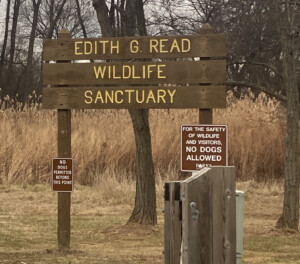 (PHOTO: A sign outside the main entrance to Edith Read Wildlife Sanctuary says very clearly - with two signs - that no dogs are permitted in the park. Just outside, on Playland property, dogs are expected to be on leash. File photo.)