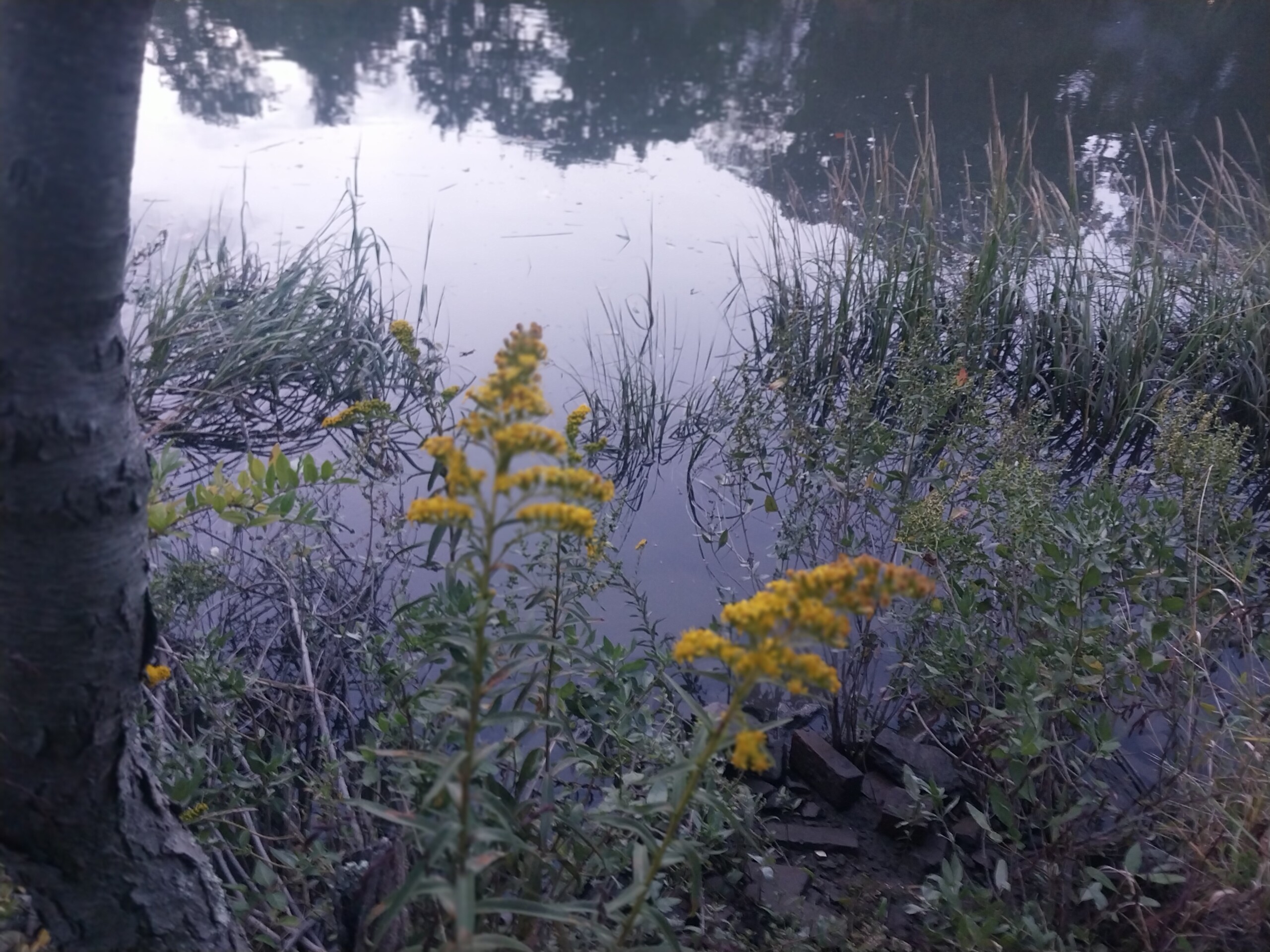 The Bird Homestead and Meeting House Conservancy restores and preserves native plants such as goldenrod. Contributed.